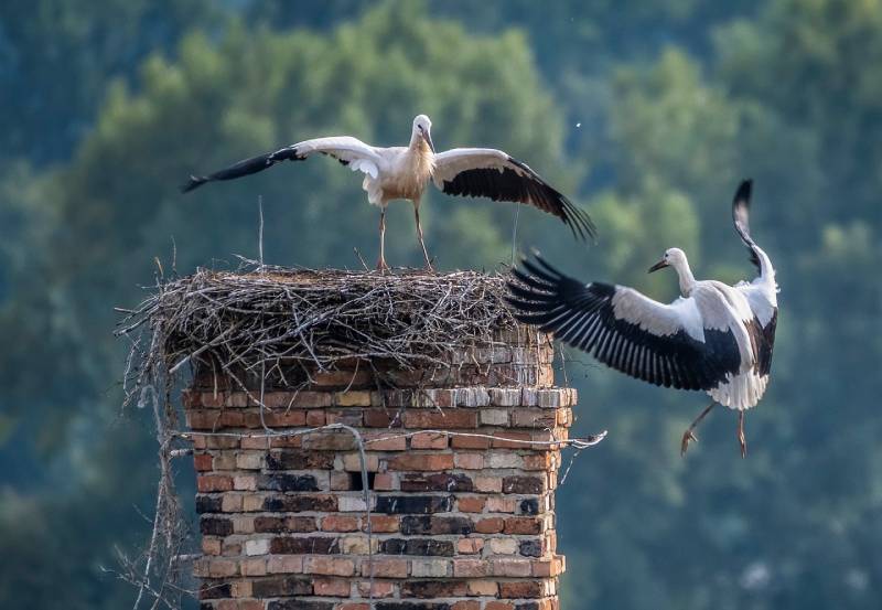 Expert Chimney Animal Removal in Hartland, MI Professional Chimney Animal Removal Services in Hartland, Michigan